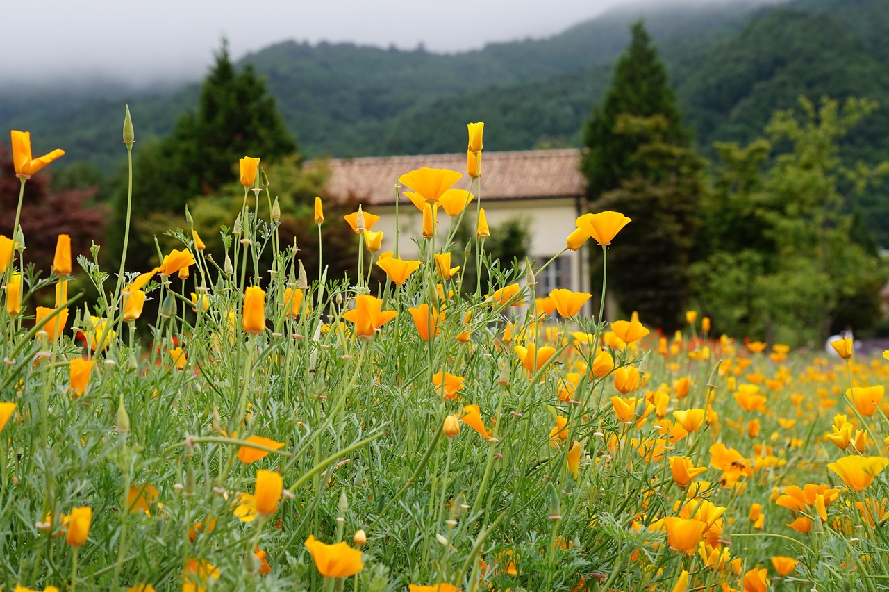 流量卡：开启无忧上网新时代