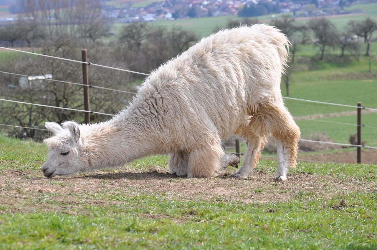 在线DDOS压力测试网页端|淮南手游代理平台